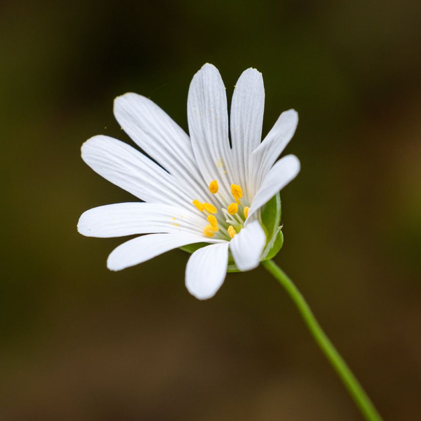 Stellaria holostea - Große Sternmiere (Flowering)