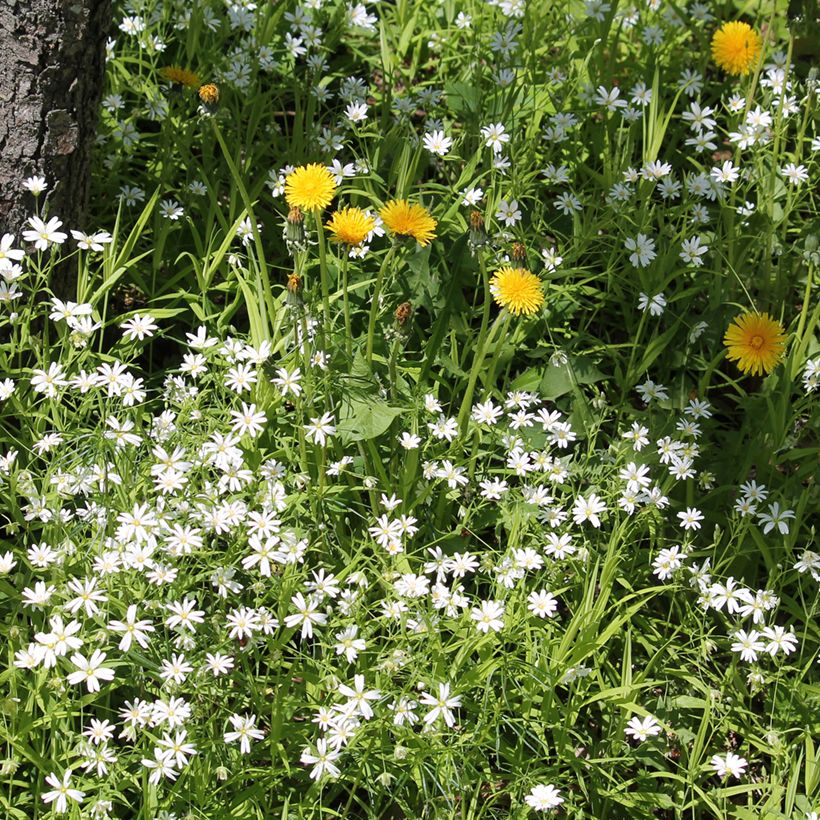 Stellaria holostea - Große Sternmiere (Plant habit)
