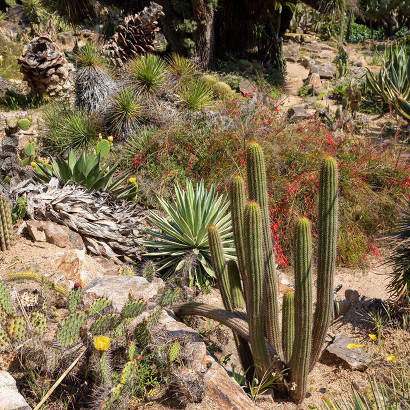 Stenocereus thurberi - Orgelpfeifenkaktus (Wuchs)