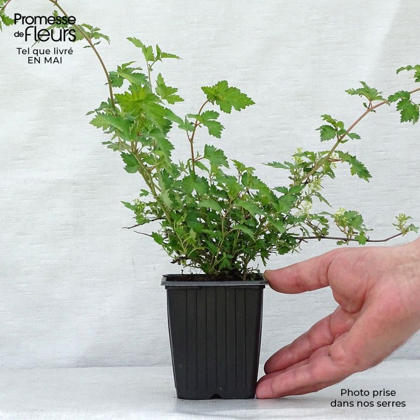 Example of Stephanandra incisa Crispa - Kranzspiere Kleine Töpfe von 8/9 cm as you get in printemps