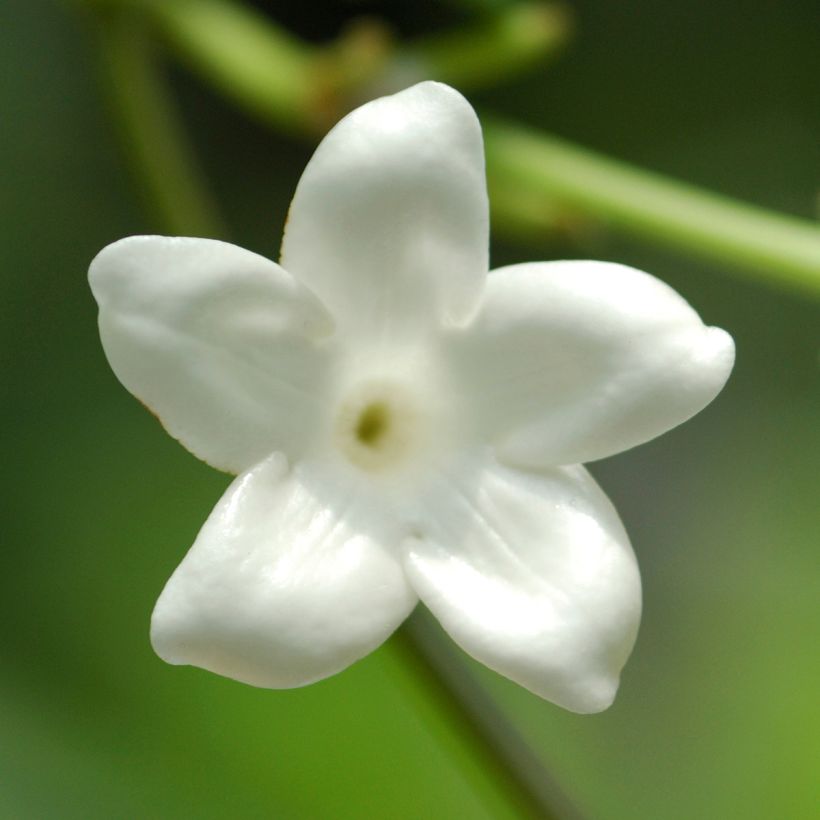 Stephanotis jasminoides - Madagaskar-Kranzschlinge (Blüte)