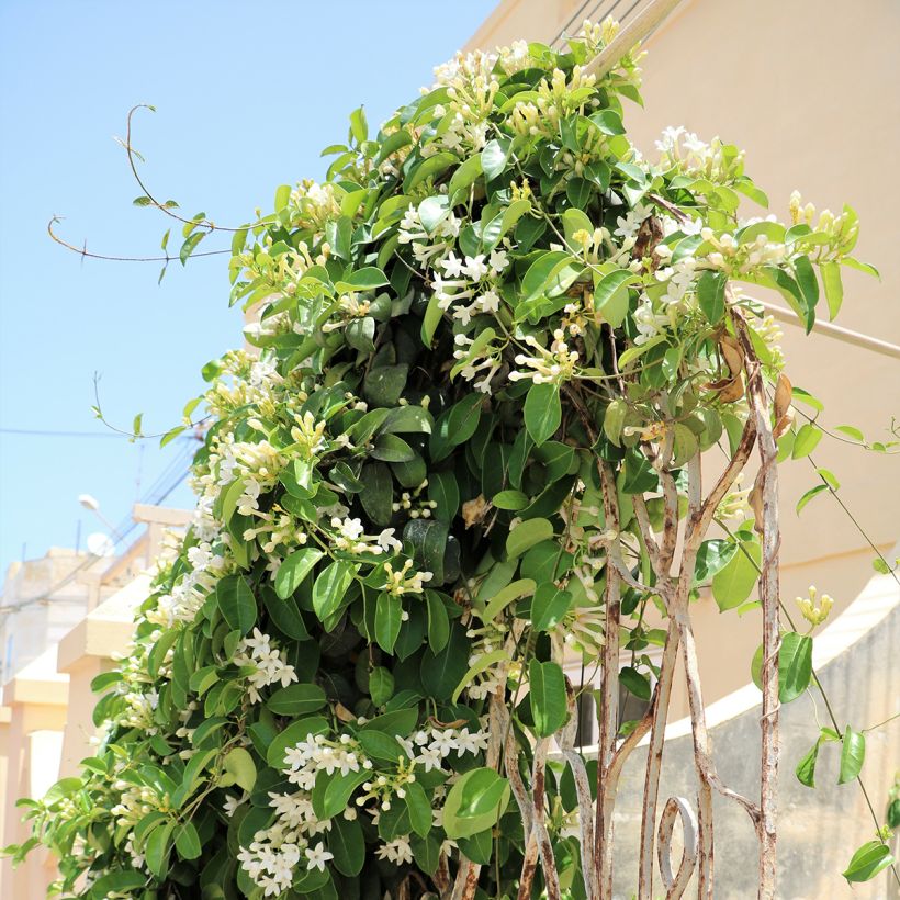 Stephanotis jasminoides - Madagaskar-Kranzschlinge (Wuchs)
