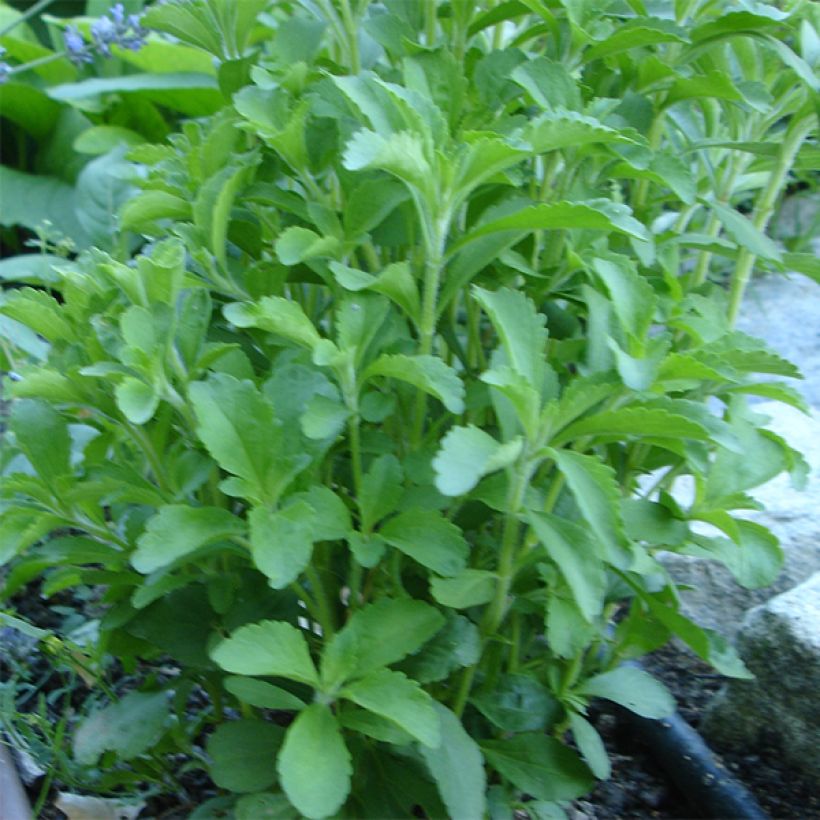 Süßkraut - Stevia rebaudiana (Wuchs)
