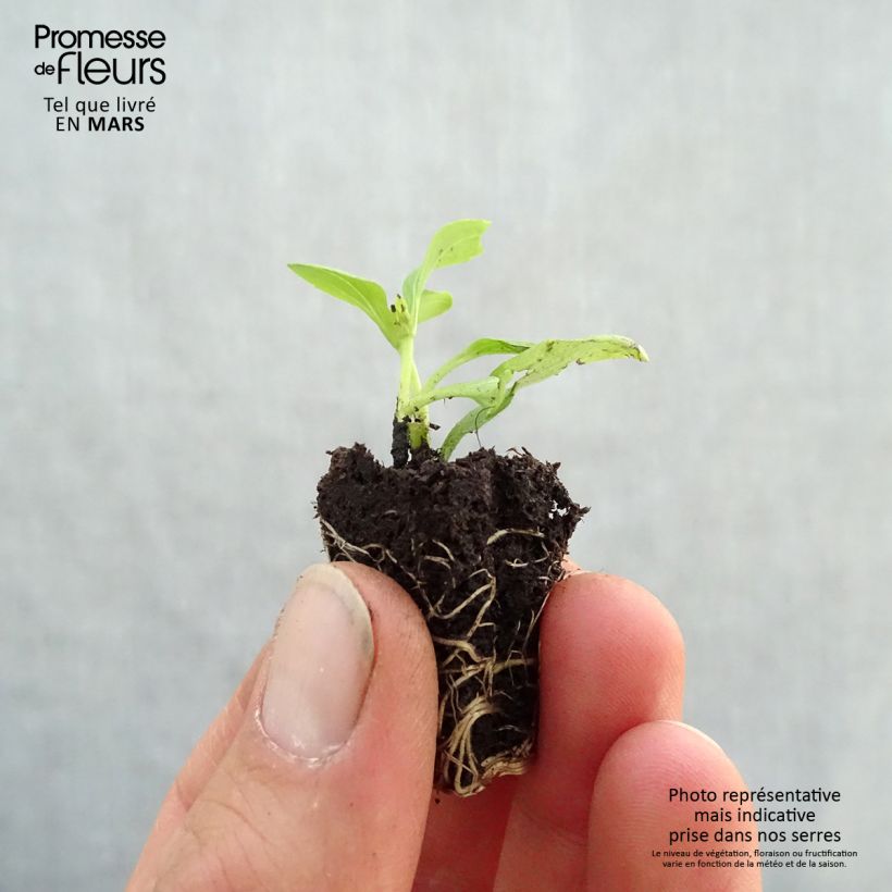 Exemplar von Süßkraut Sweet Honey - Stevia rebaudiana Mini-Plug Ø 3/4 cm wie im Frühjahr geliefert