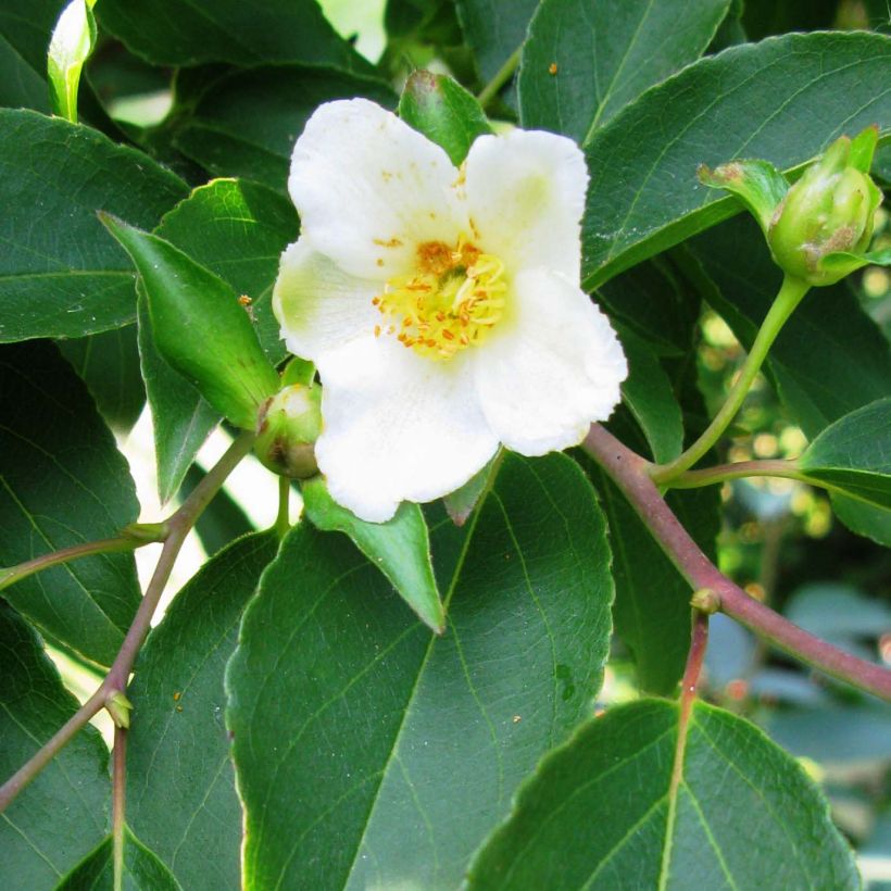 Stewartia monadelpha - Stewartie (Blüte)