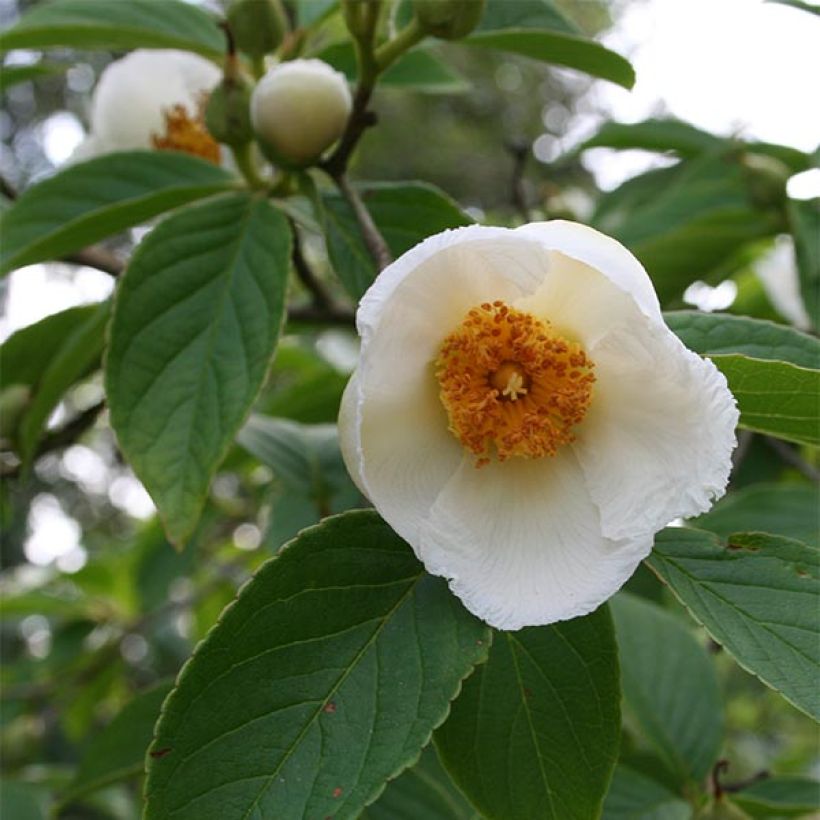Stewartia pseudocamellia - Kamelienartige Stewartie (Flowering)