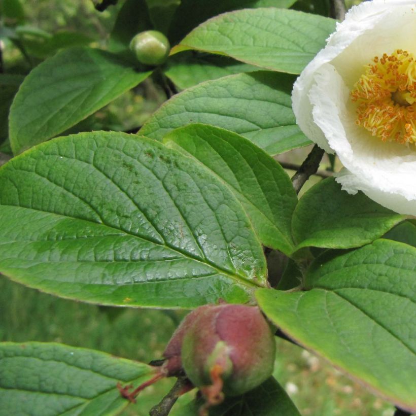 Stewartia pseudocamellia Koreana - Kamelienartige Stewartie (Foliage)