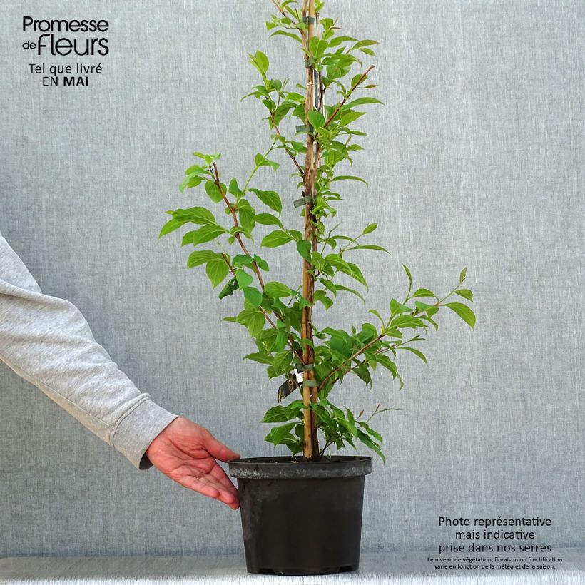 Example of Stewartia pseudocamellia - Kamelienartige Stewartie Topf mit 3L/4L as you get in printemps