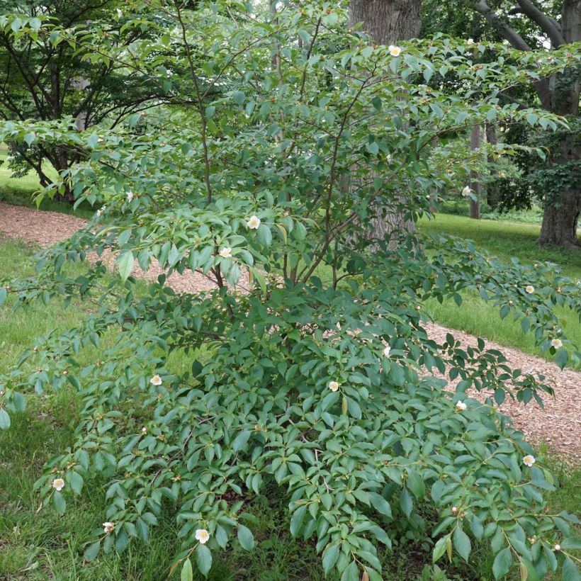 Stewartia rostrata - Schnabel-Stewartie (Plant habit)