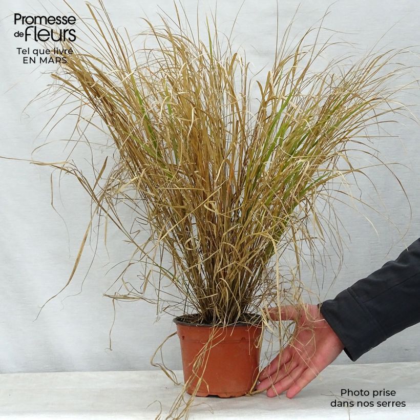 Example of Stipa arundinacea Sirocco - Federgras Topf mit 2L/3L as you get in printemps