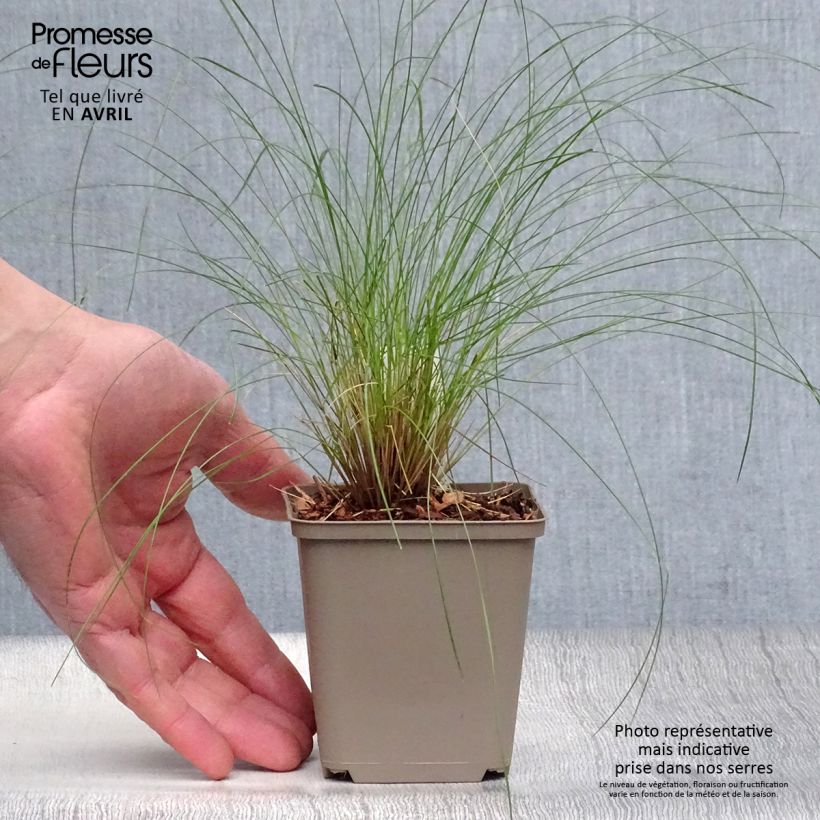 Example of Stipa capillata - Federgras Kleine Töpfe von 8/9 cm as you get in printemps