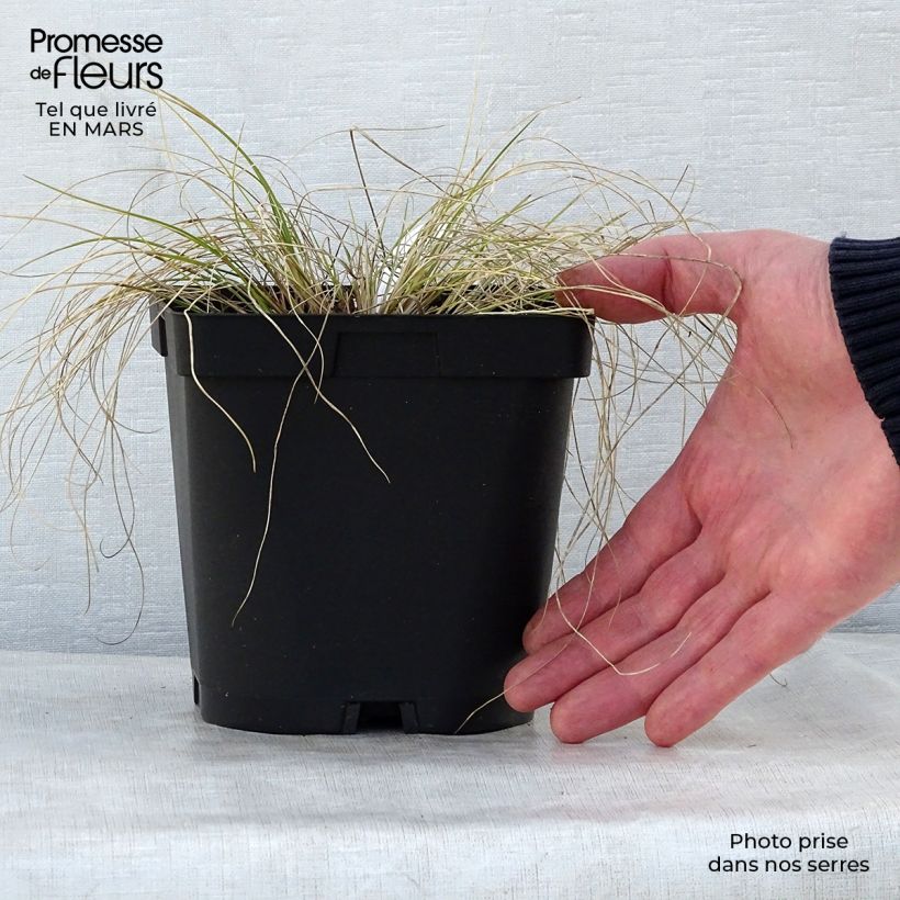 Example of Stipa capillata - Federgras Topf mit 2L/3L as you get in printemps