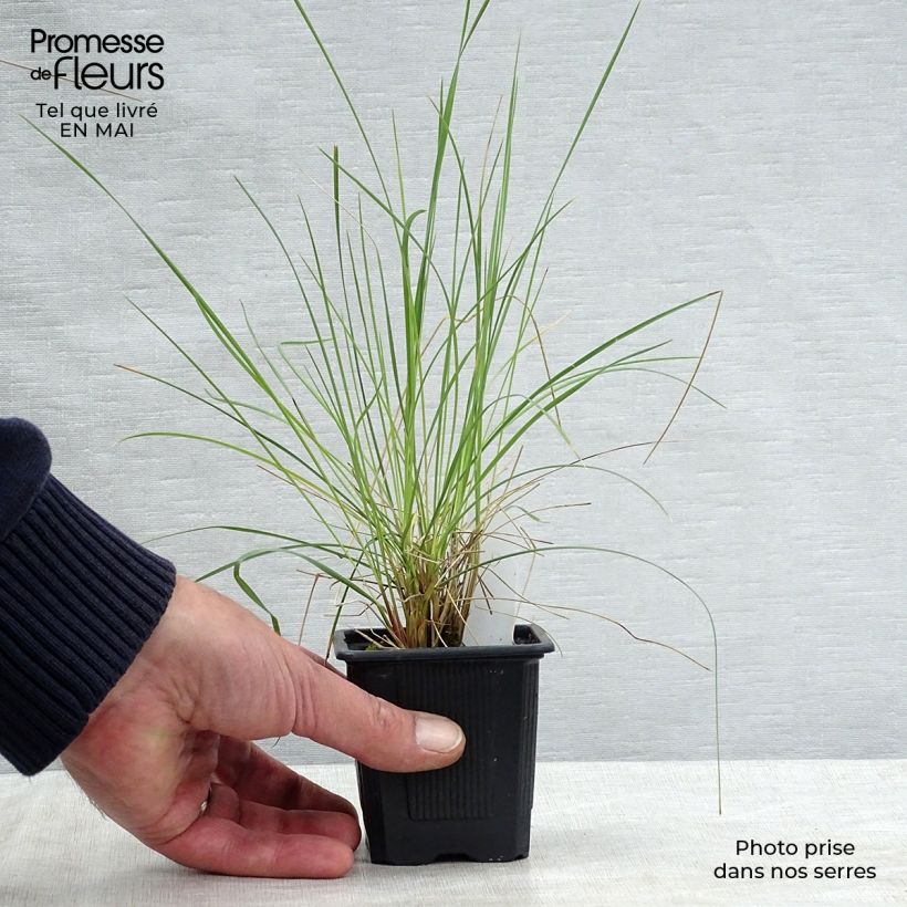 Example of Stipa gigantea - Riesen Federgras Kleine Töpfe von 8/9 cm as you get in printemps