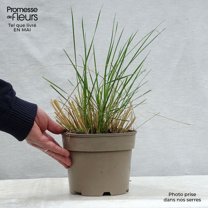 Example of Stipa gigantea - Riesen Federgras Topf mit 2L/3L as you get in printemps
