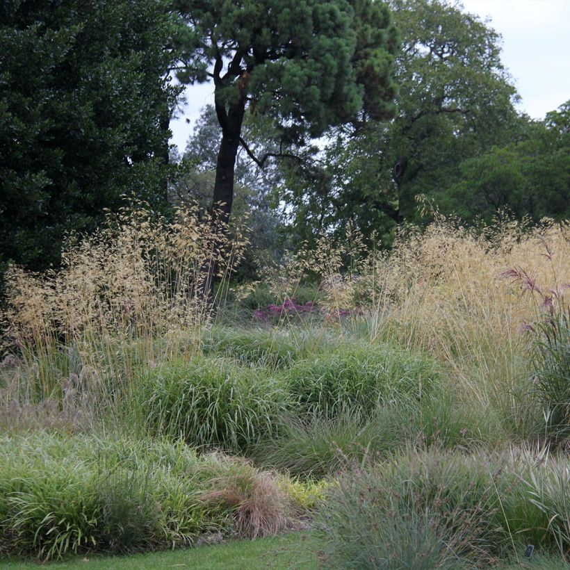 Stipa gigantea - Riesen Federgras (Plant habit)