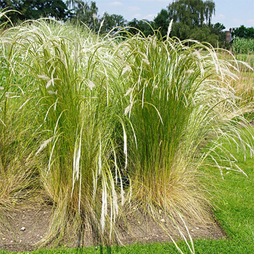 Stipa ichu - Federgras (Plant habit)