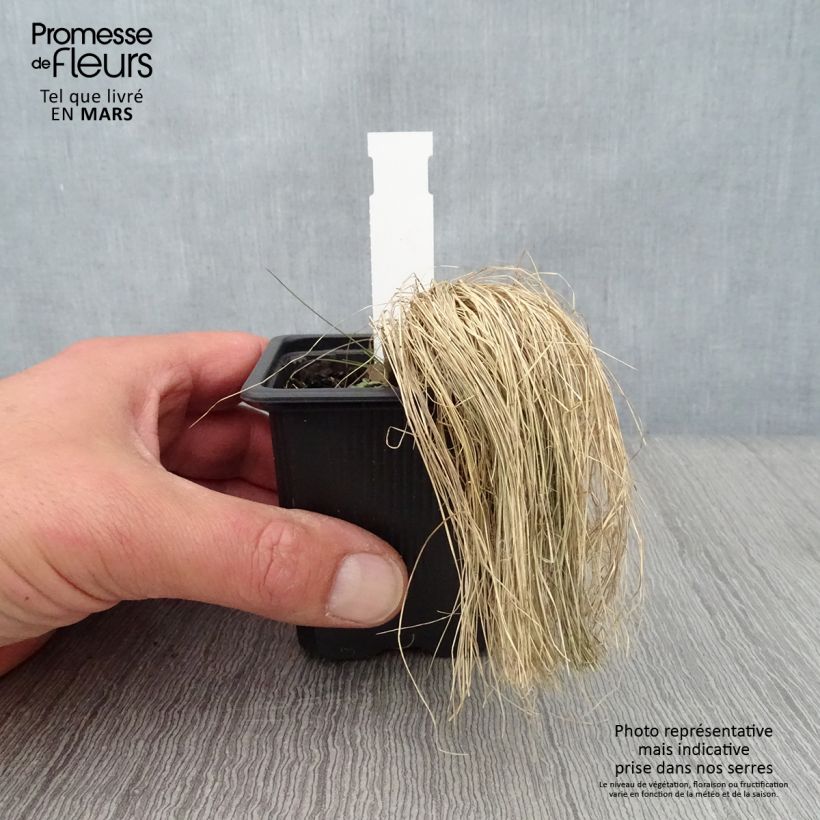 Example of Stipa ichu - Federgras Kleine Töpfe von 7/8 cm as you get in printemps