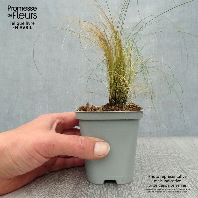 Exemplar von Stipa pennata - Federgras Kleine Töpfe von 8/9 cm wie im Frühjahr geliefert