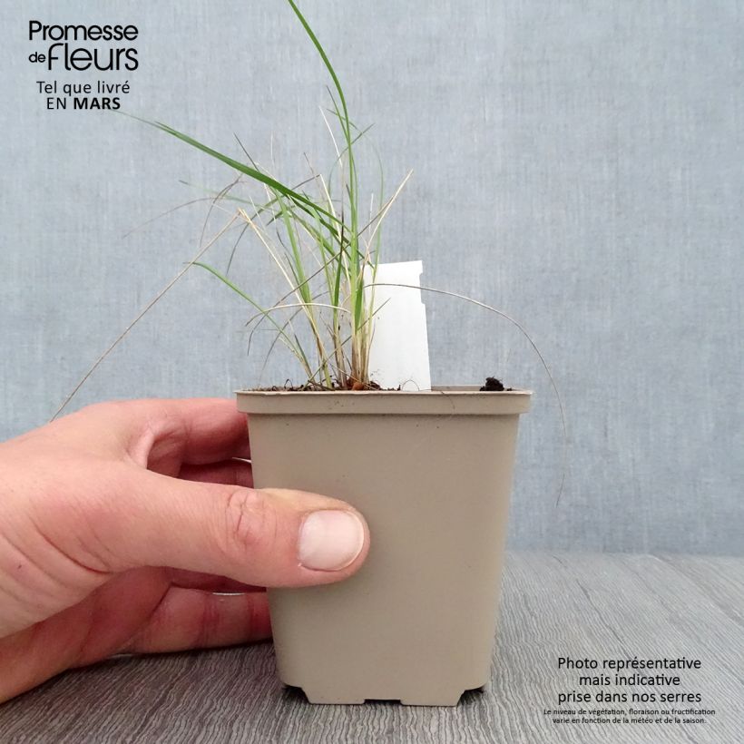 Example of Stipa pulcherrima - Federgras Kleine Töpfe von 8/9 cm as you get in printemps