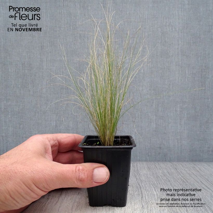 Exemplar von Stipa tenuifolia - Dünnblättriges Federgras Kleine Töpfe von 7/8 cm wie im Herbst geliefert