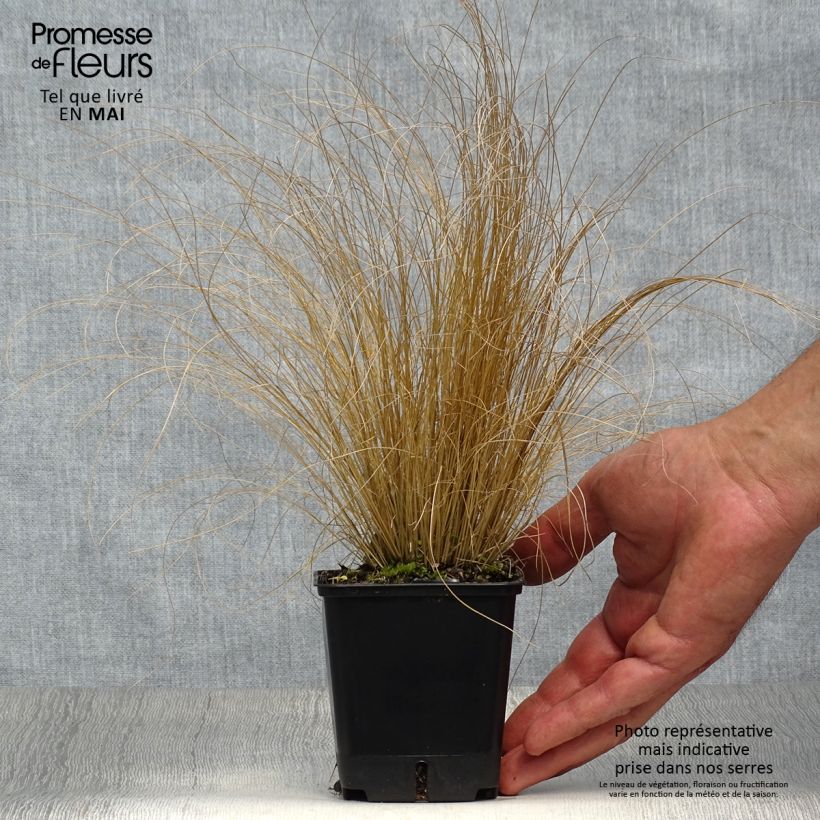 Exemplar von Stipa trichotoma Palomino - Federgras Kleine Töpfe von 8/9 cm wie im Frühjahr geliefert