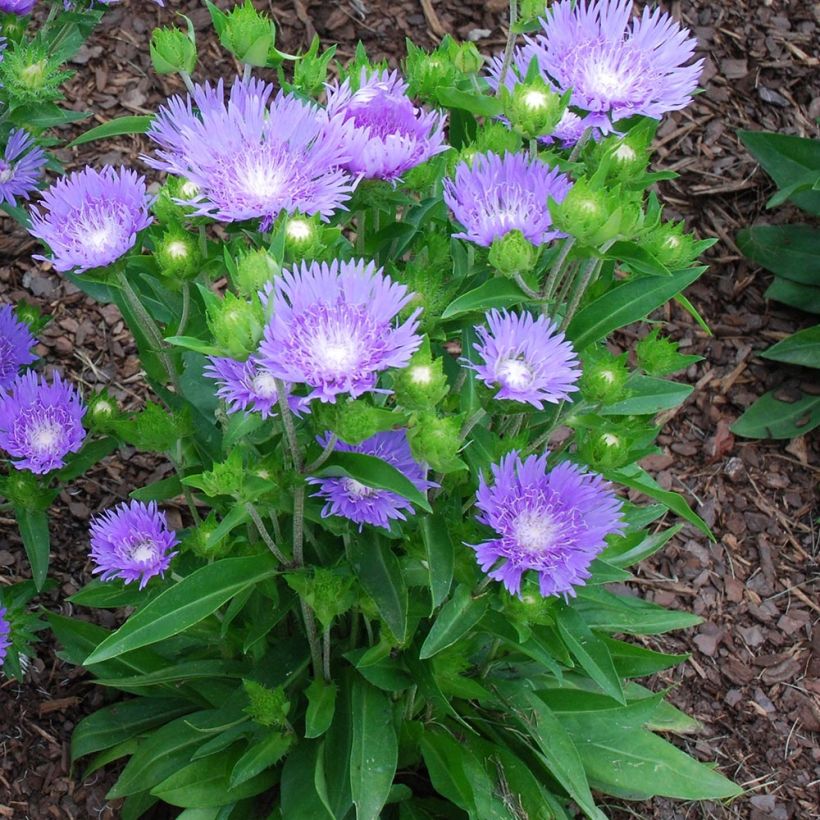 Stokesia laevis Blue Star - Kornblumenaster (Wuchs)