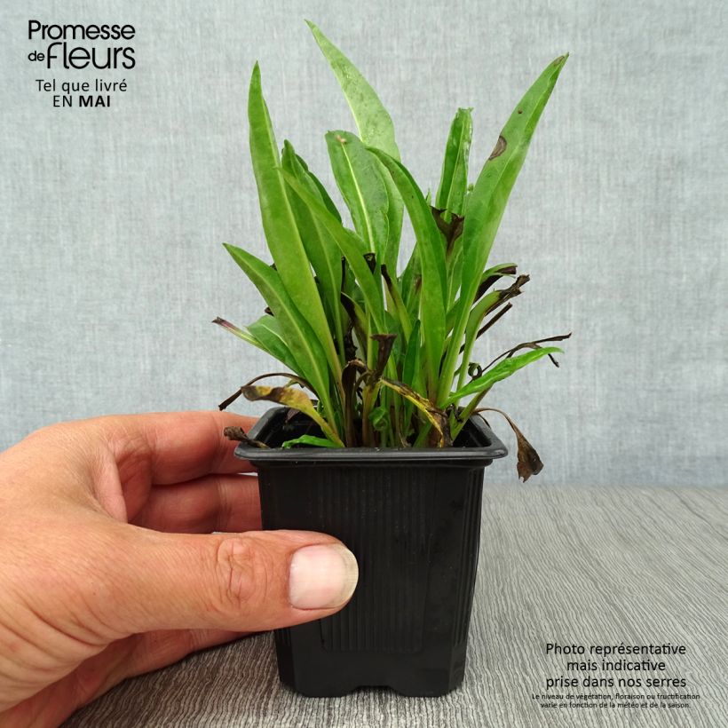 Exemplar von Stokesia laevis Blue Star - Kornblumenaster Kleine Töpfe von 8/9 cm wie im Frühjahr geliefert