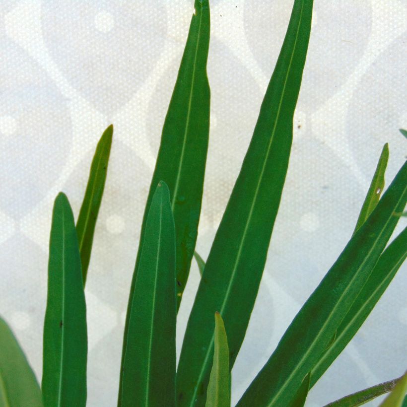 Stokesia laevis Mary Gregory - Kornblumenaster (Laub)