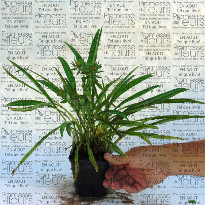 Beispiel eines Exemplars von Stokesia laevis Mary Gregory - Kornblumenaster Kleine Töpfe von 8/9 cm wie geliefert