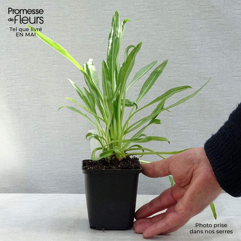 Exemplar von Stokesia laevis Traumerei - Kornblumenaster Kleine Töpfe von 8/9 cm wie im Frühjahr geliefert