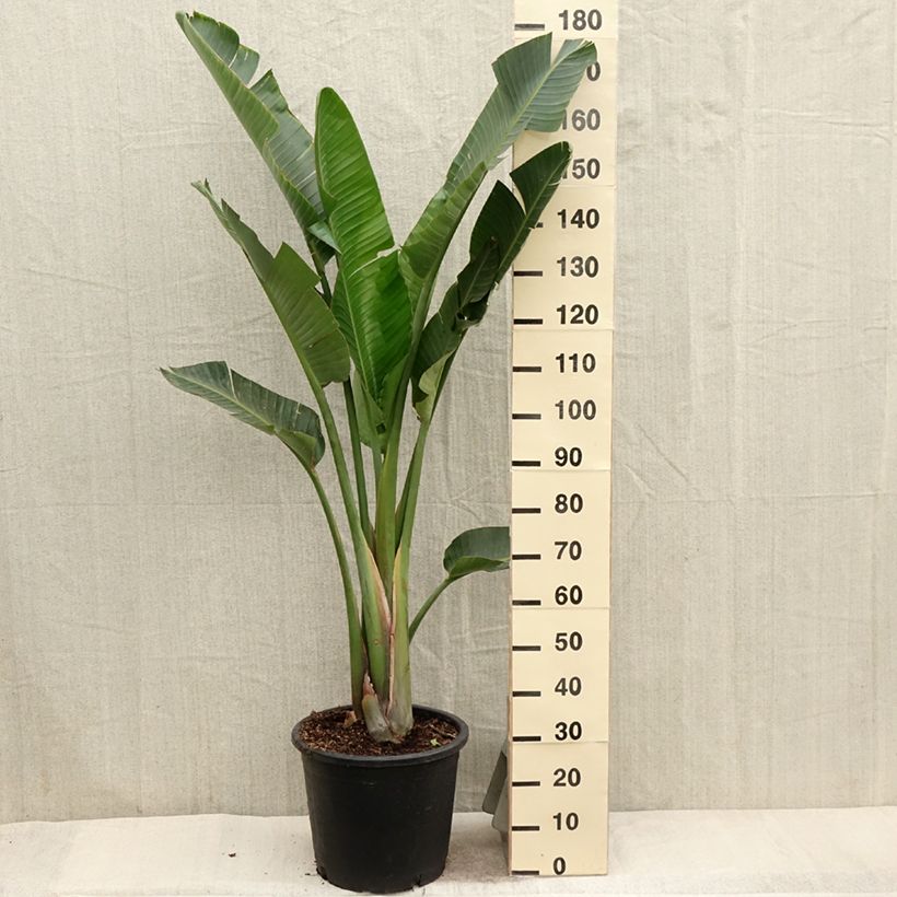 Exemplar von Strelitzia augusta Topf mit 6L/7L wie im Frühjahr geliefert