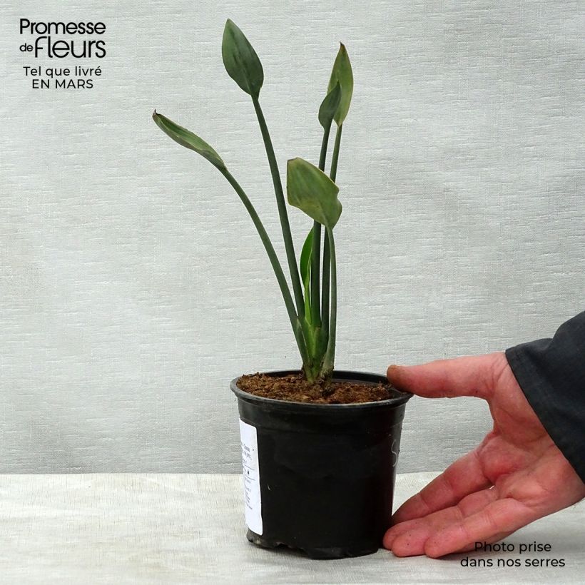 Example of Strelitzia juncea Topf 12 cm / 13 cm as you get in printemps