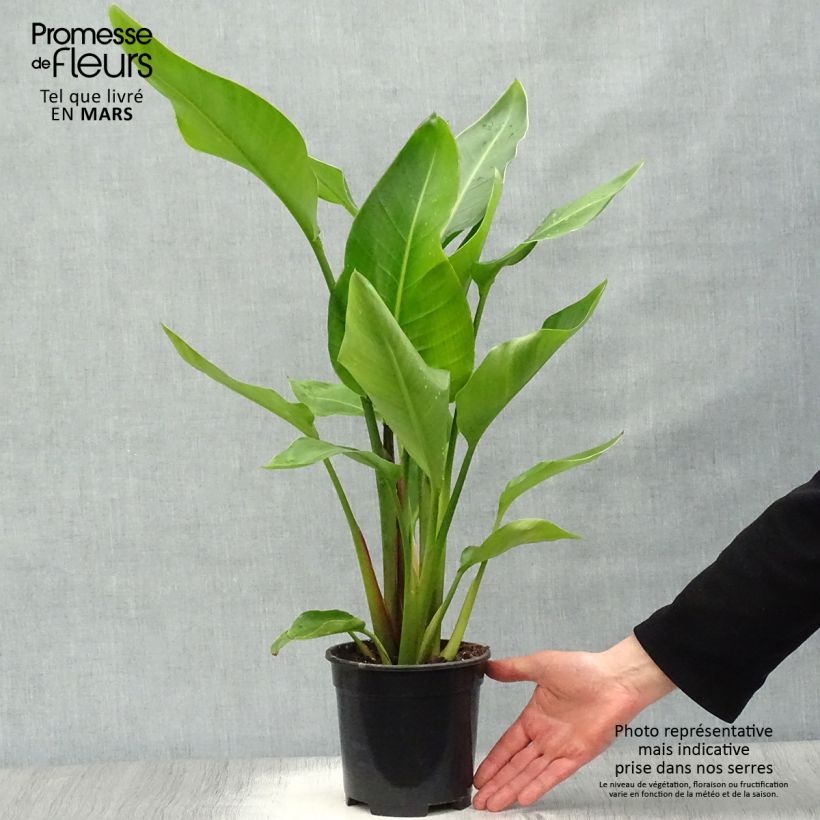 Example of Strelitzia nicolai Topf mit 2L/3L as you get in printemps