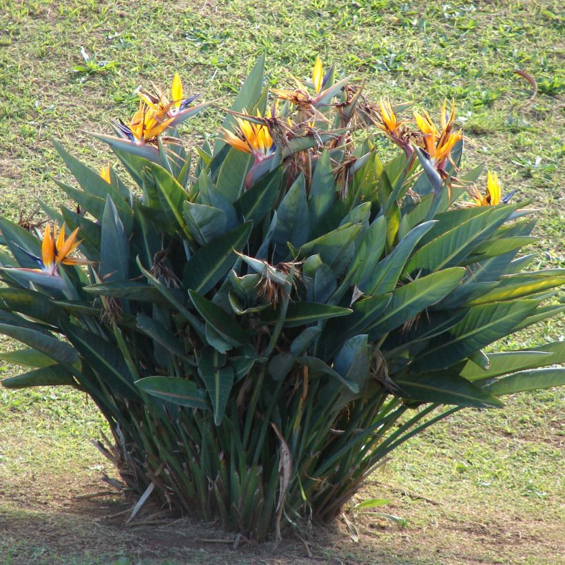 Strelitzia reginae (Wuchs)