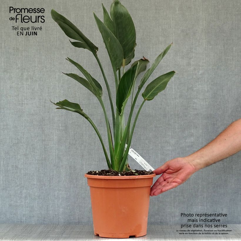 Exemplar von Strelitzia reginae Topf mit 2L/3L wie im Sommer geliefert