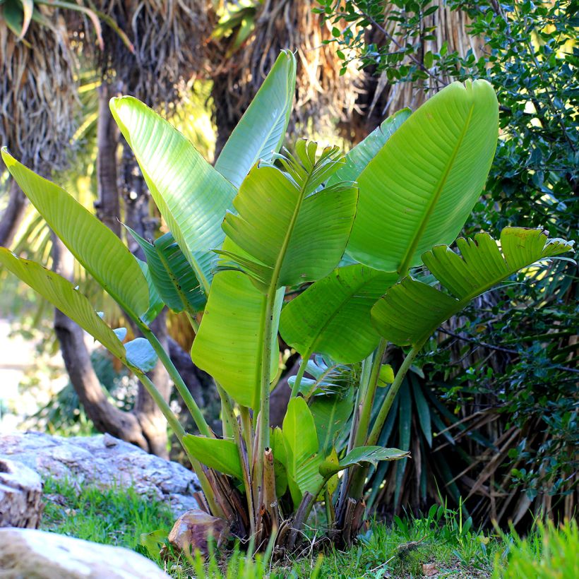 Strelitzia nicolai (samen) (Wuchs)