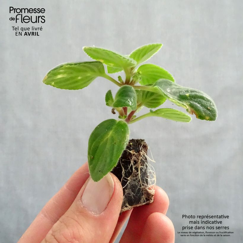 Example of Streptocarpus saxorum Purple - Drehfrucht Mini-Plug Ø 3/4 cm as you get in printemps