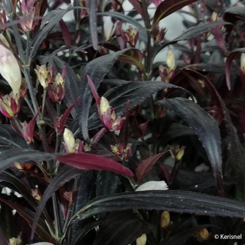 Strobilanthes anisophylla Brunetthy - Zapfenblume (Laub)