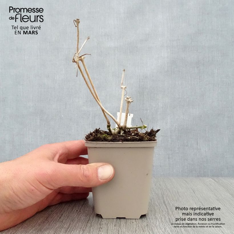 Exemplar von Strobilanthes attenuata - Zapfenblume Kleine Töpfe von 8/9 cm wie im Frühjahr geliefert