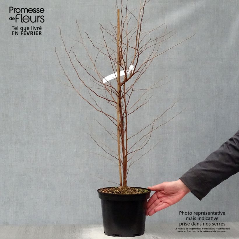 Exemplar von Japanische Storaxbaum Fargesii - Styrax japonica Topf mit 4L/5L wie im Winter geliefert