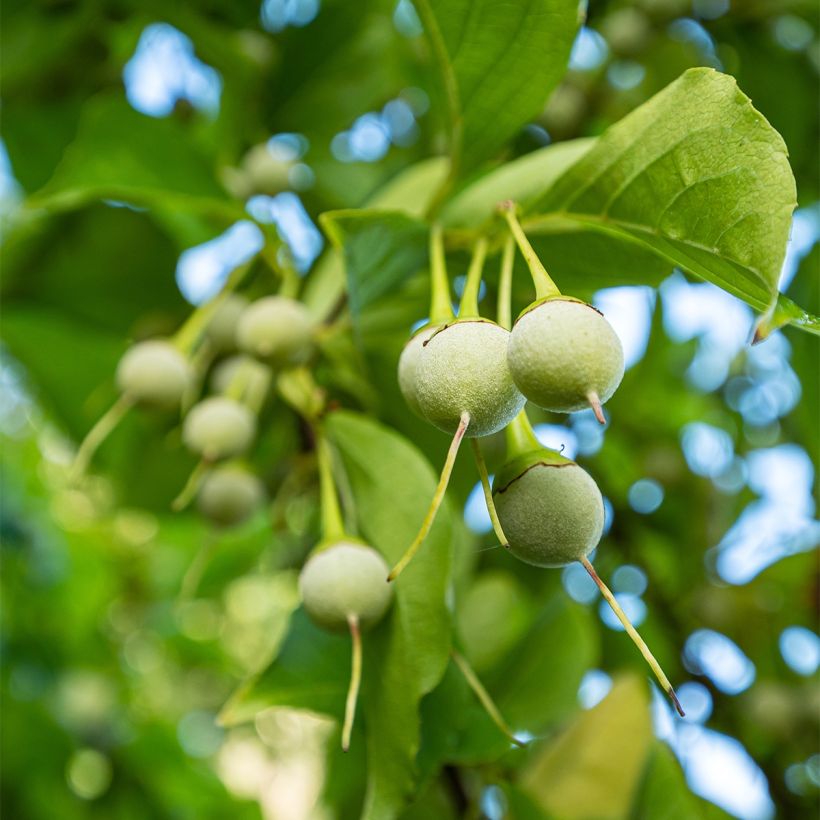 Japanische Storaxbaum Fargesii - Styrax japonica (Ernte)