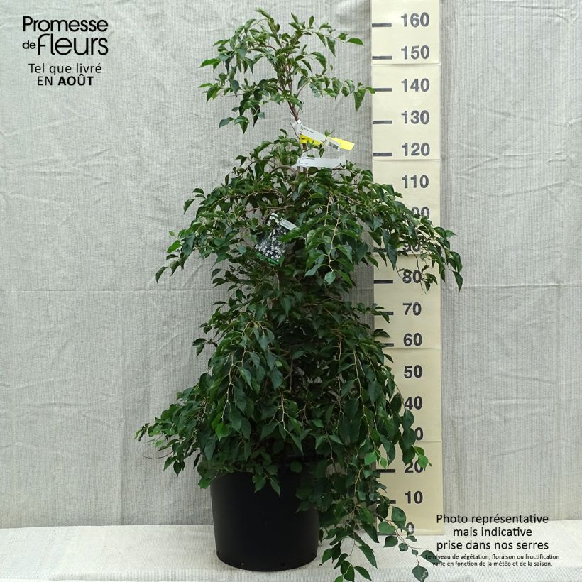 Exemplar von Japanische Storaxbaum Fragrant Fountain - Styrax japonica Topf mit 30L/35L wie im Sommer geliefert