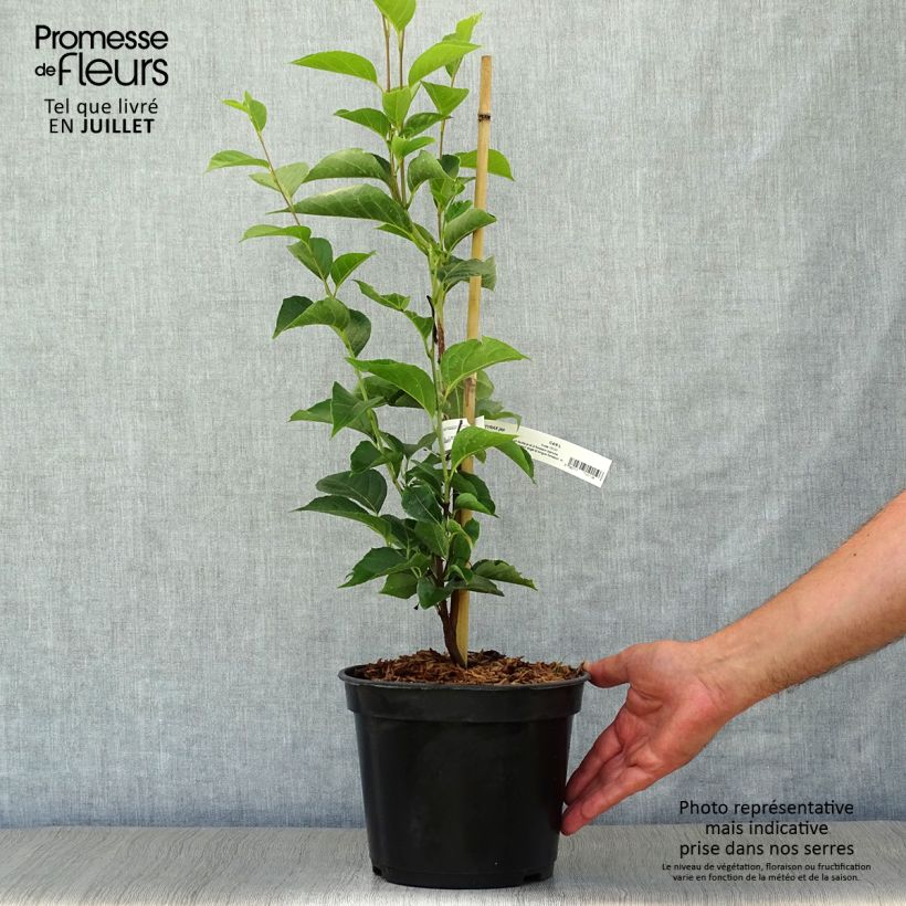 Exemplar von Japanische Storaxbaum June snow - Styrax japonica Topf mit 3L/4L wie im Sommer geliefert