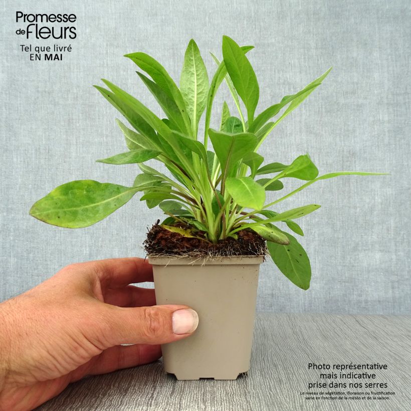 Example of Teufelsabbiss - Succisa pratensis Kleine Töpfe von 8/9 cm as you get in printemps