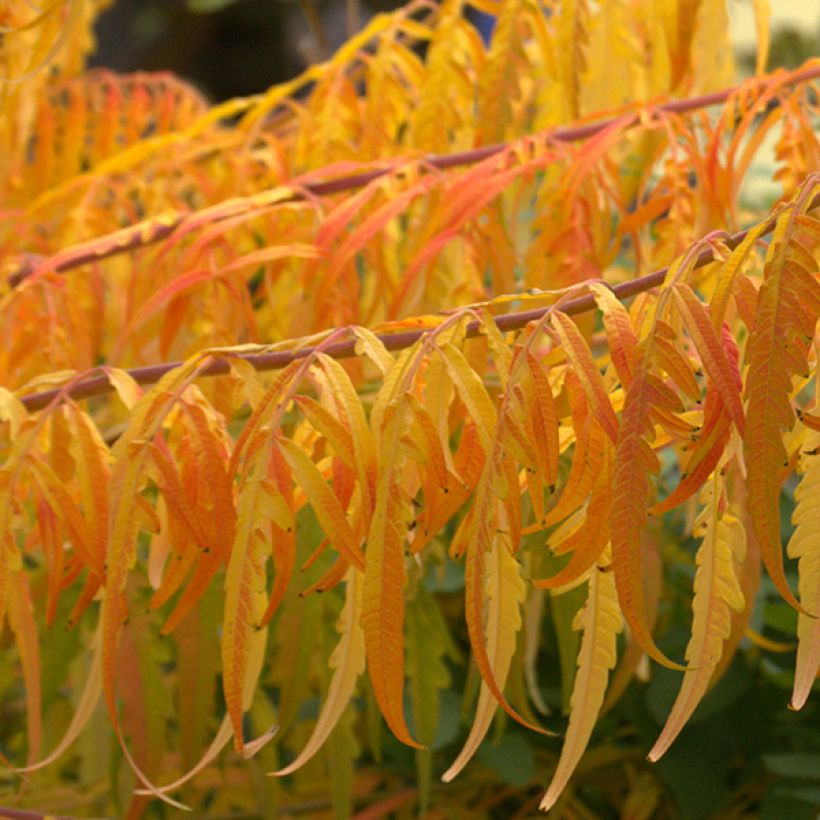 Rhus typhina Tiger Eyes - Essigbaum (Foliage)