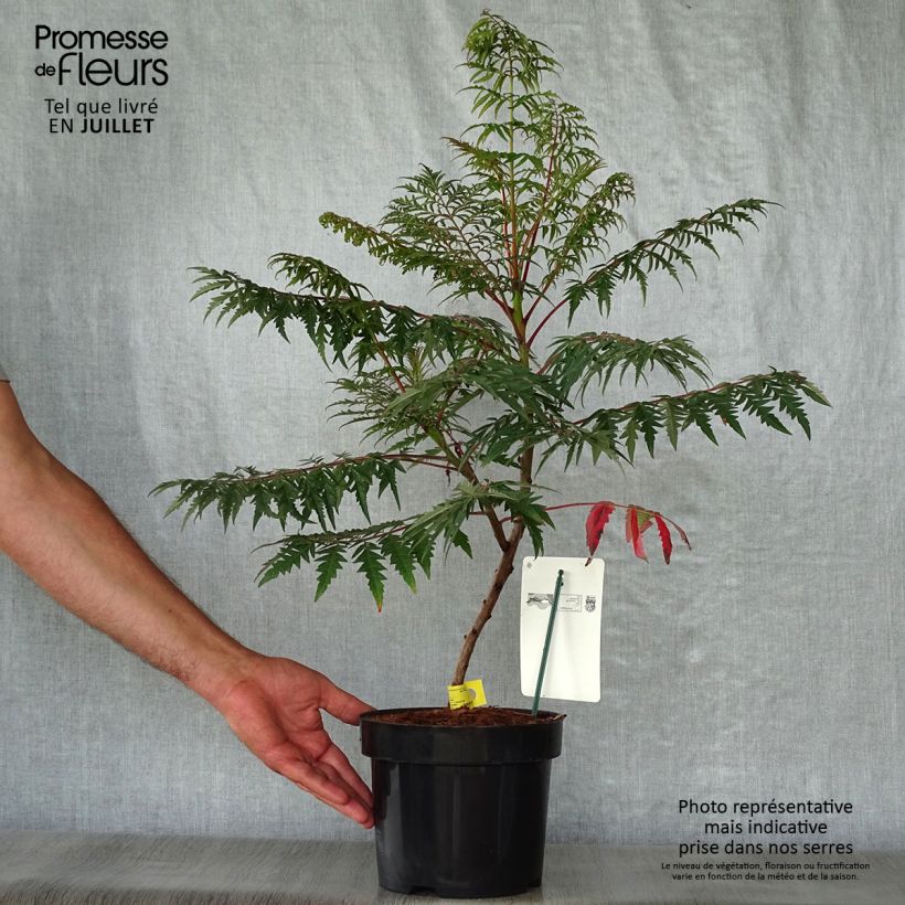 Exemplar von Rhus glabra Laciniata - Scharlach-Sumach Topf mit 3L/4L wie im Sommer geliefert