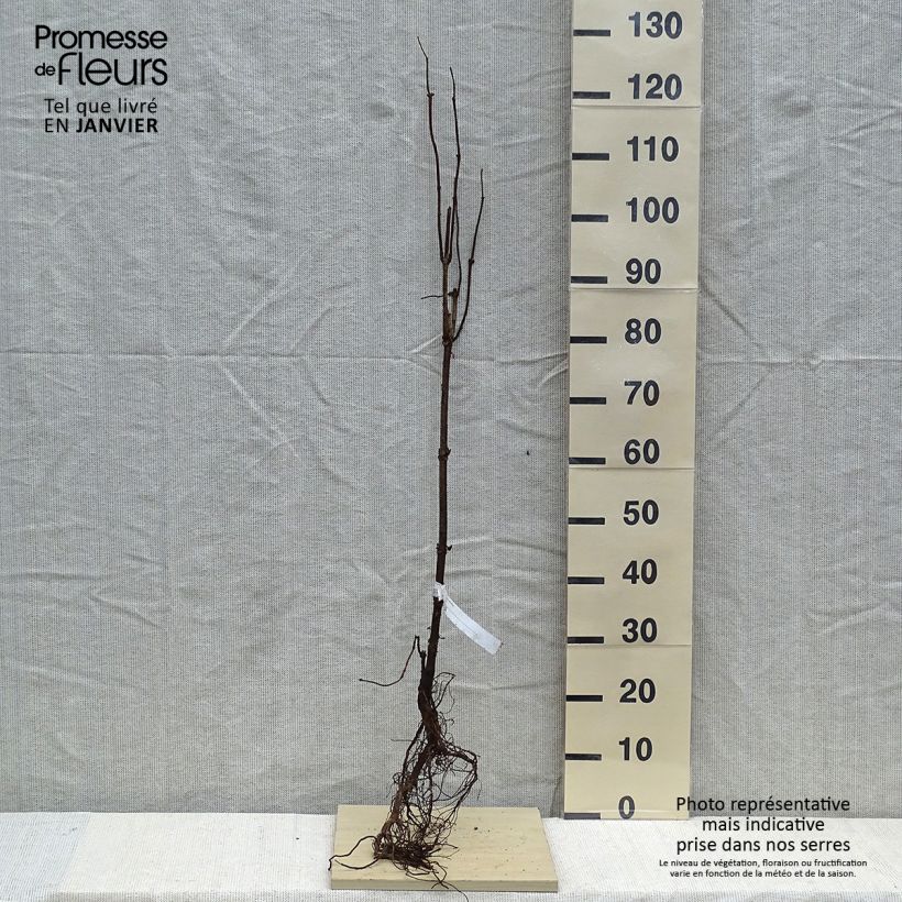 Exemplar von Trauben-Holunder - Sambucus racemosa Wurzelnackt wie im Winter geliefert