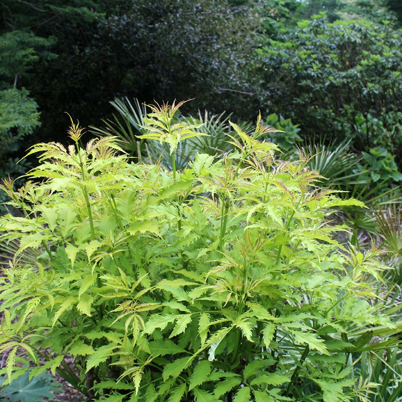 Trauben-Holunder Sutherland Gold - Sambucus racemosa (Wuchs)