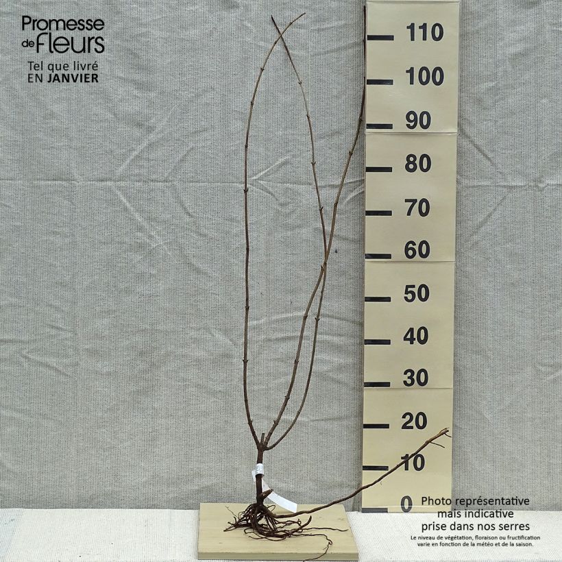 Exemplar von Schwarzer Holunder Aurea - Sambucus nigra Wurzelnackt wie im Winter geliefert