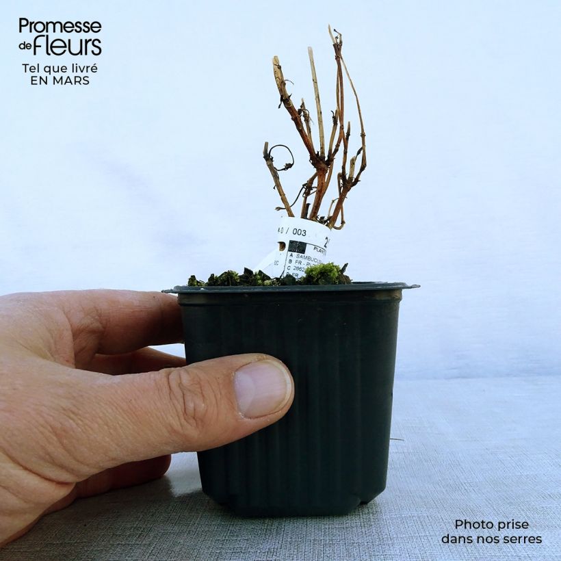 Example of Schwarzer Holunder Black Lace - Sambucus nigra Kleine Töpfe von 8/9 cm as you get in printemps